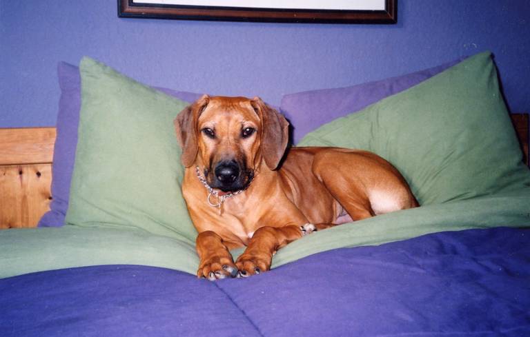 Puppy on Bed