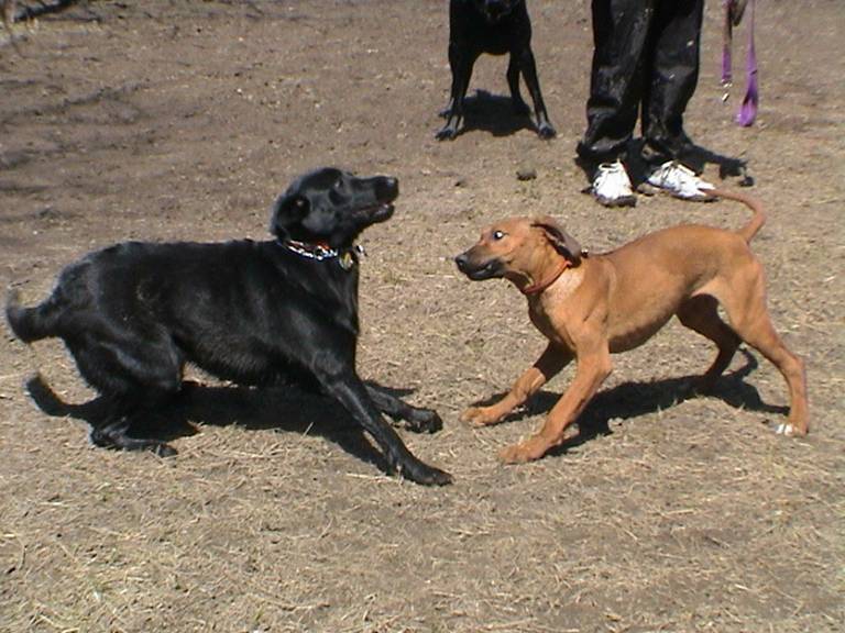 Puppy Standoff